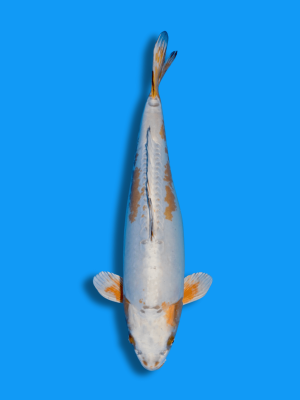 Zweijähriger Doitsu Kogane Ochiba | Koi&Co.